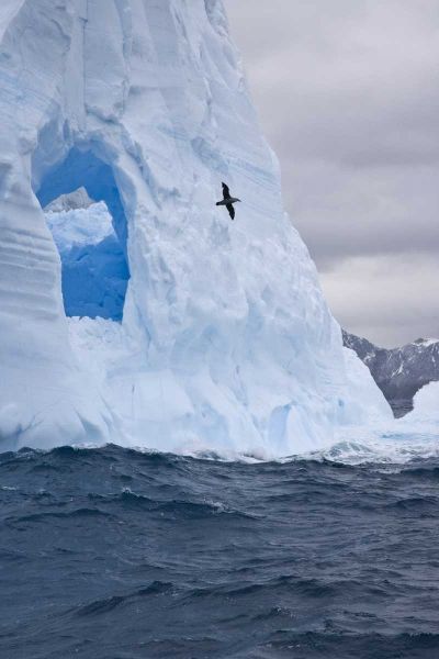 South Georgia Island Albatross by an iceberg